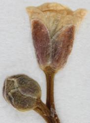 Cardamine parvula. Flower bud and flower (CHR 275329).
 Image: P.B. Heenan © Landcare Research 2019 CC BY 3.0 NZ